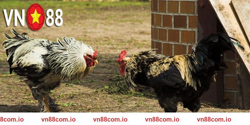 Các mẹo hữu ích sẽ giúp nâng cao tỷ lệ thắng khi chơi đá gà VN88
