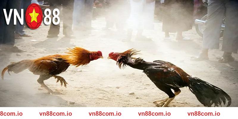 Cách tham gia đá gà VN88 rất đơn giản