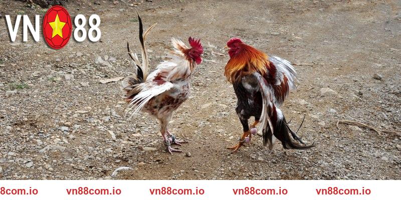 Đá gà VN88 sở hữu nhiều điểm nổi bật
