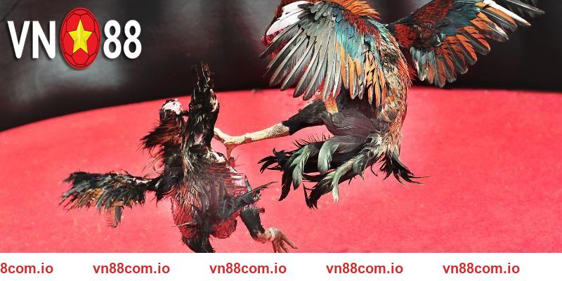 Đá gà cựa dao tại VN88 với cuộc đấu sinh tử trong tích tắc