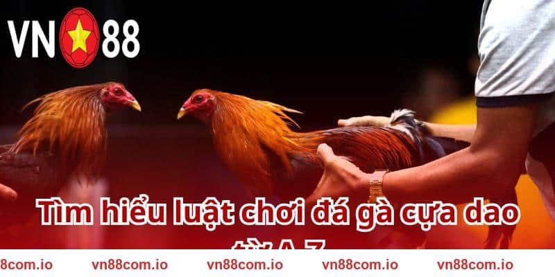 Ghi nhớ luật chơi đá gà cựa dao chi tiết tại VN88